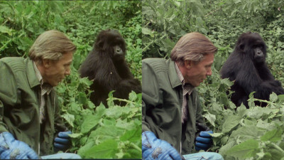 BBC Studios and Post Production’s Digital Media Services won the FOCAL International Award for the restoration of two landmark David Attenborough series from original camera negatives.